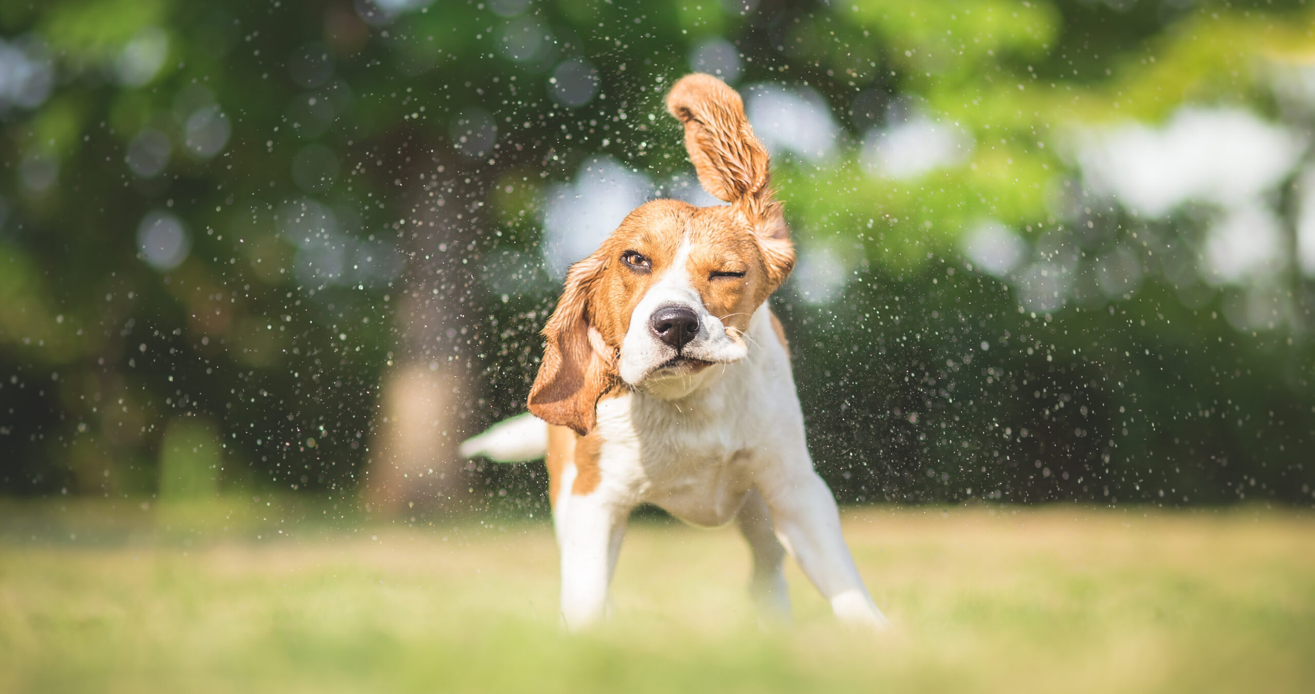 Surviving the dog days of real estate with summer housing market tips.